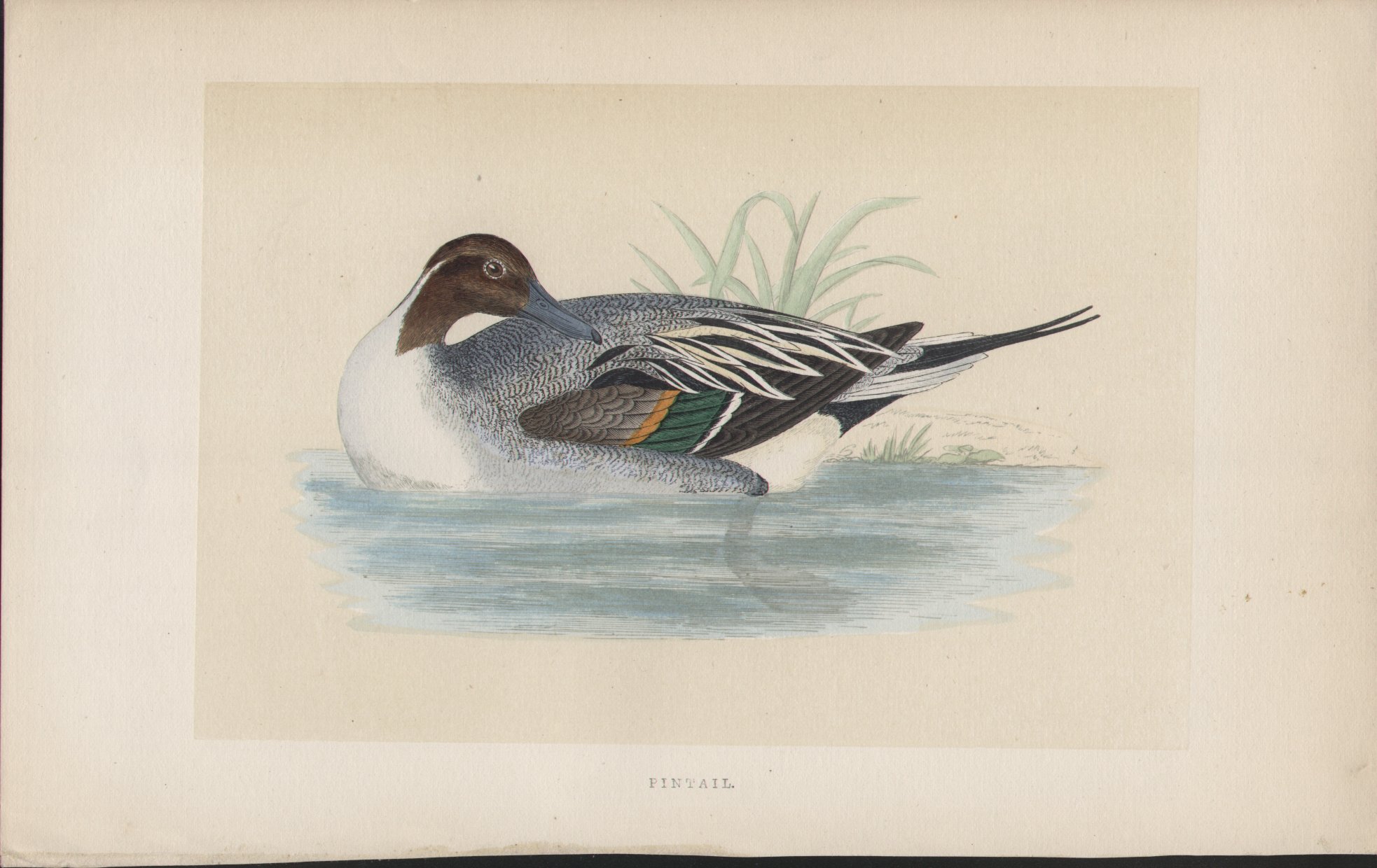 Wood - Pintail - Fawcett