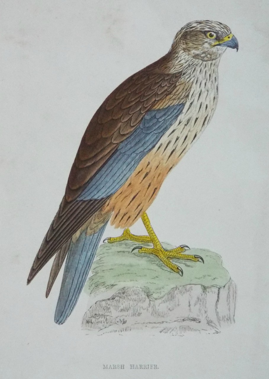 Print - Marsh Harrier.