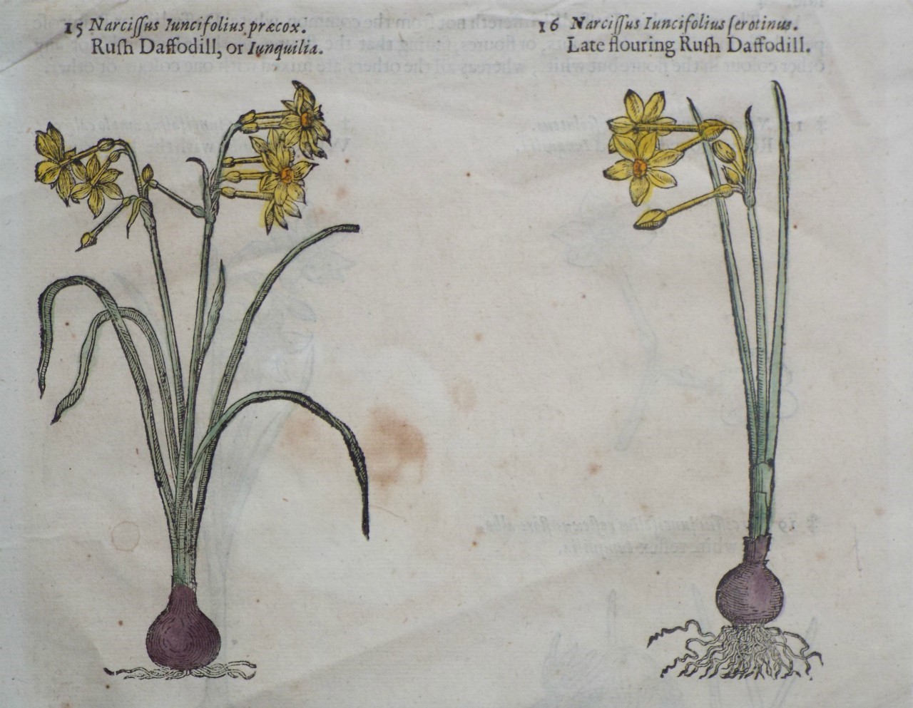 Woodcut - 15 Narcissus Iuncifolius praecox. Rush Daffodill, or Junquilia.
16 Narcissus Iuncifolius ferotinus. Late flouring Rush Daffodill.