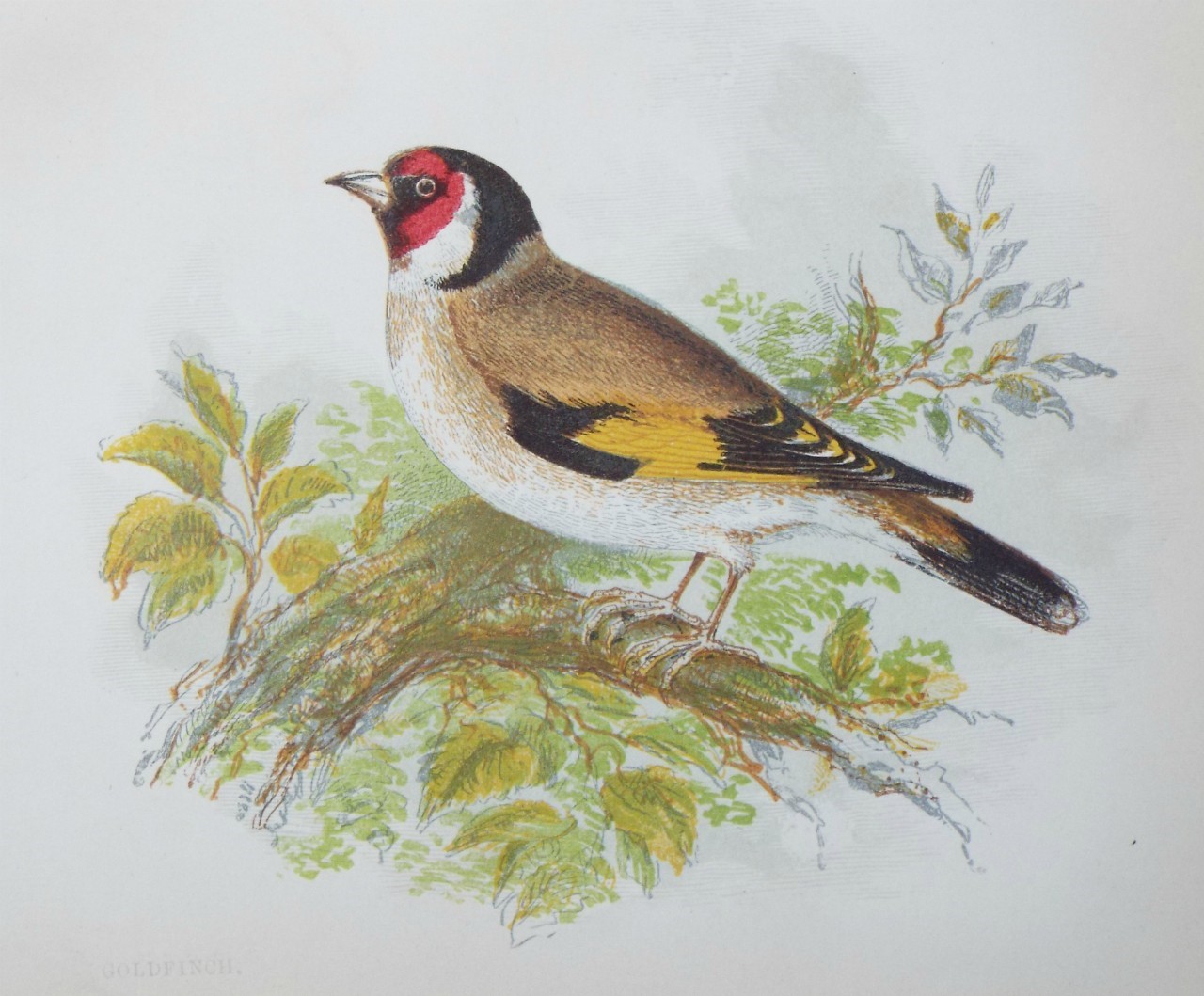 Chromo-lithograph - Goldfinch.