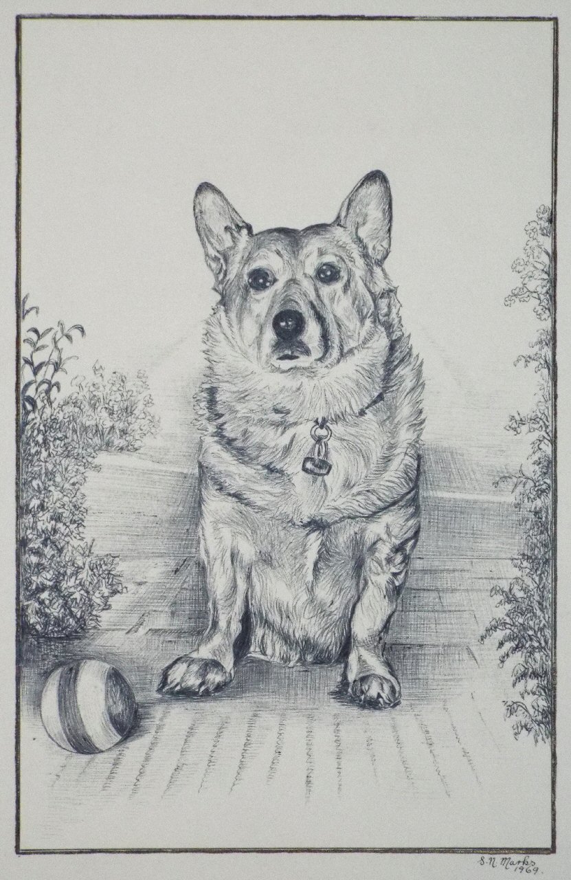 Ink drawing - (Corgi)