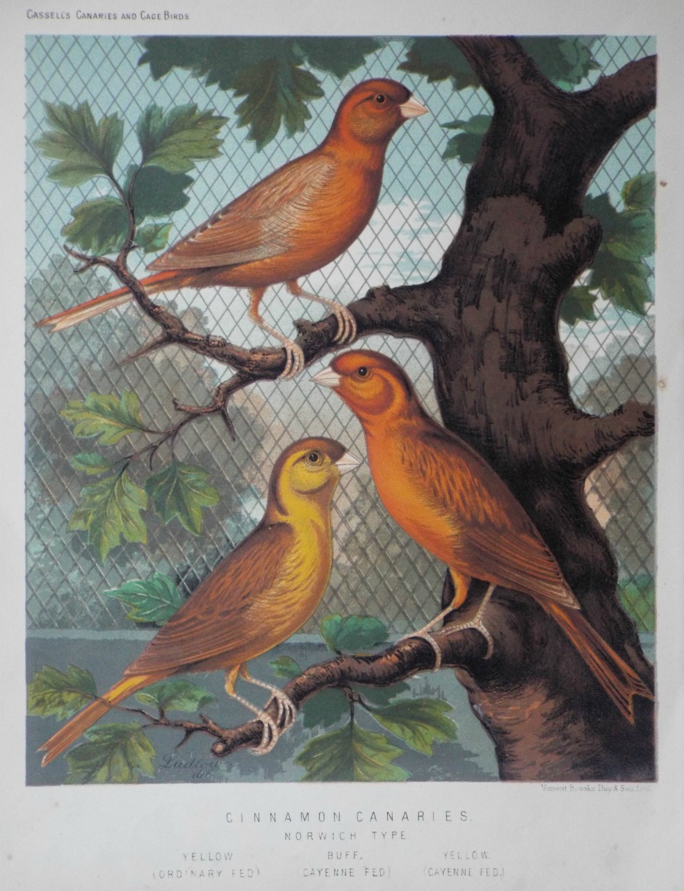 Chromo-lithograph - Cinnamon Canaries. Norwich Type.