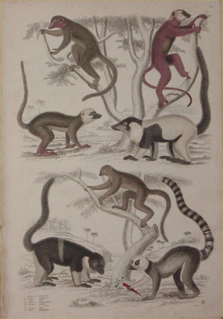 Print - 006 Lemur, Makis - Milne