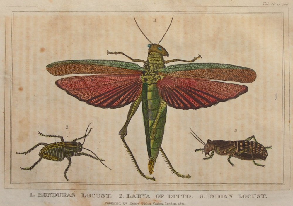 Print - 1. Hondurus Locust. 2. Lava of Hondurus Locust. 3. Indian Locust. - Dixon