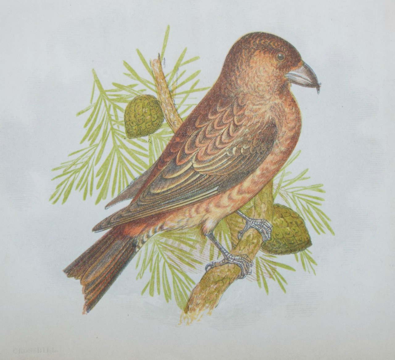 Chromo-lithograph - Crossbill.