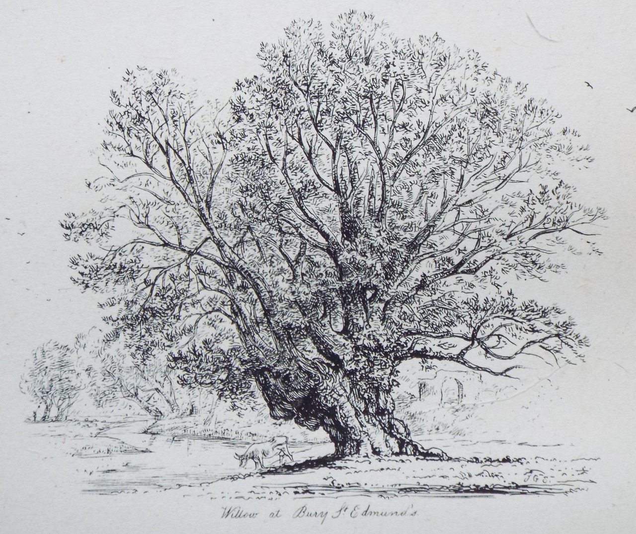 Etching - Willow at Bury St. Edmund's. - Strutt