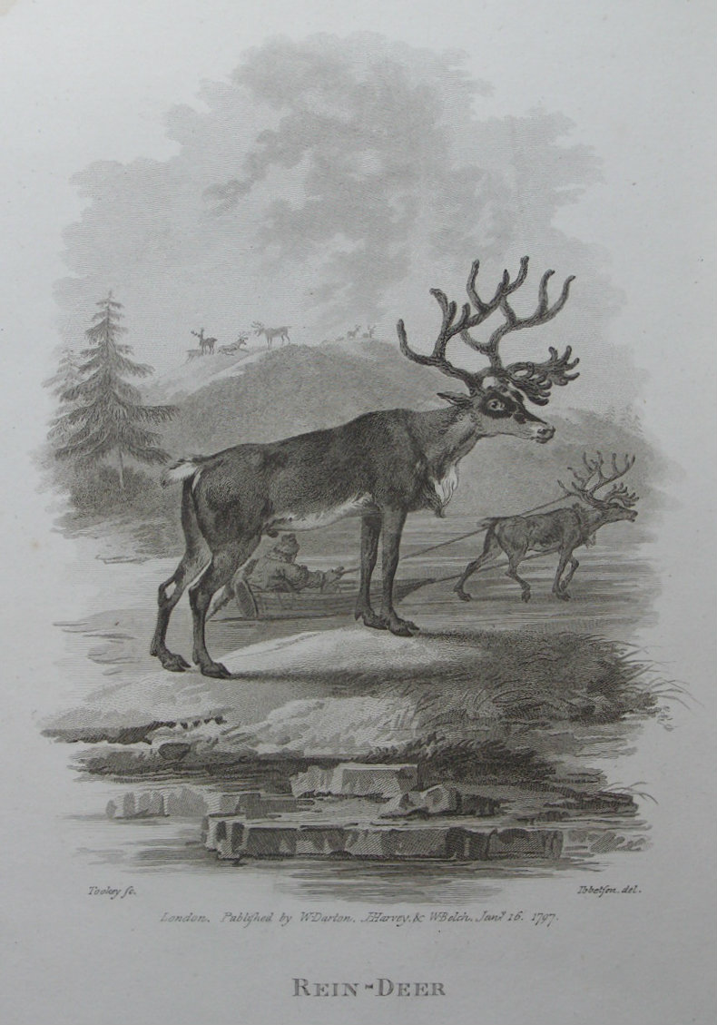 Print - Rein-Deer - Tookey