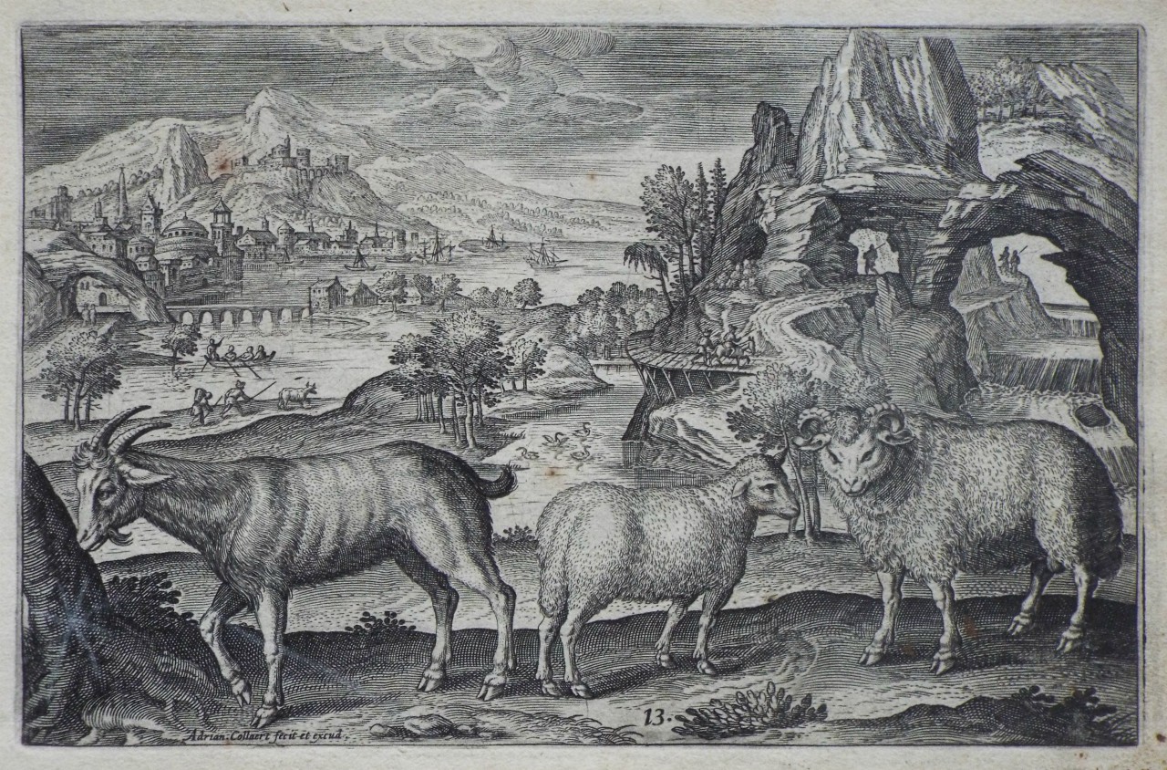 Print - Plate 13: A goat and two sheep - Collaert