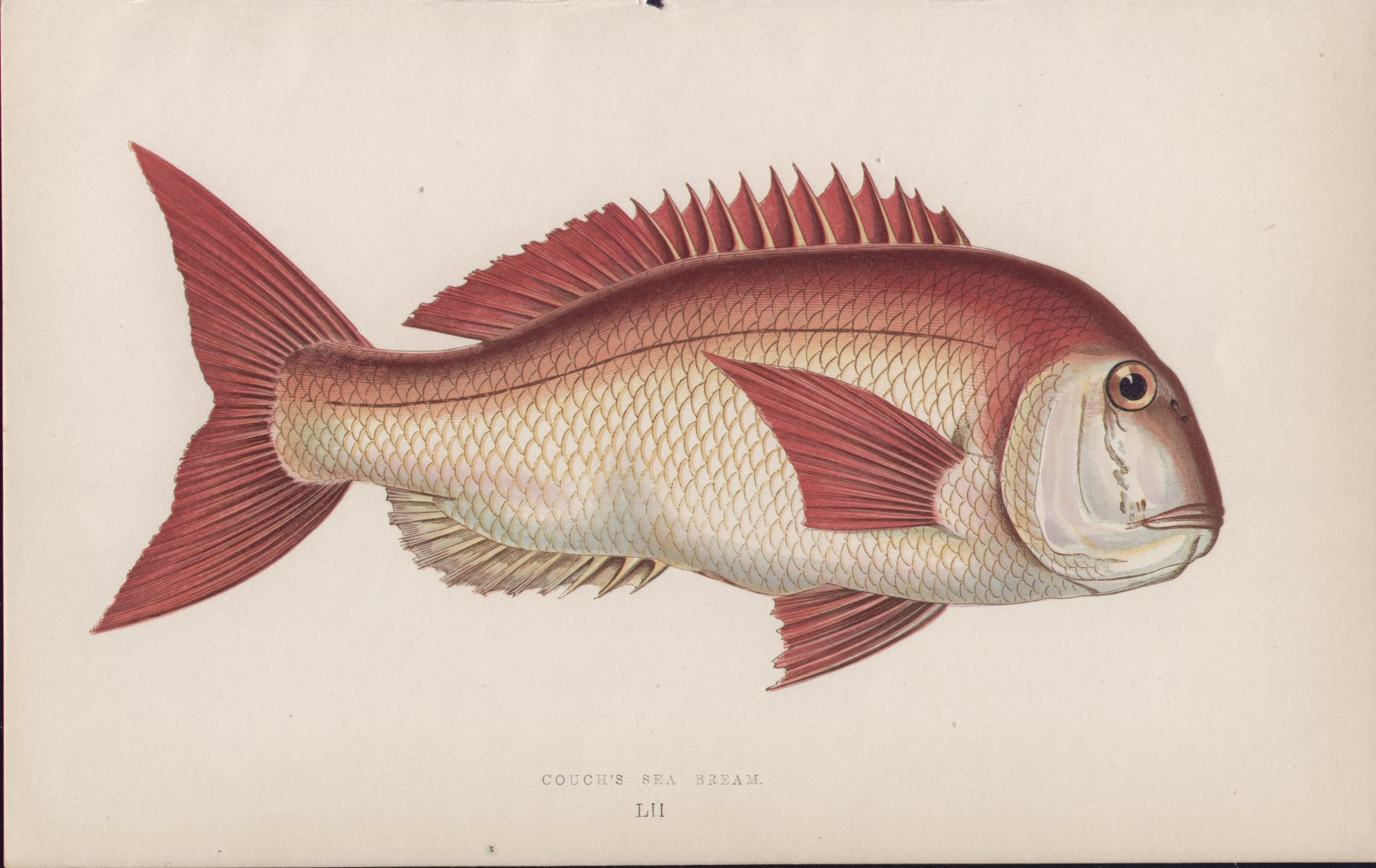 Chromolithograph - 052 Couch's Sea Bream. LII - Fawcett