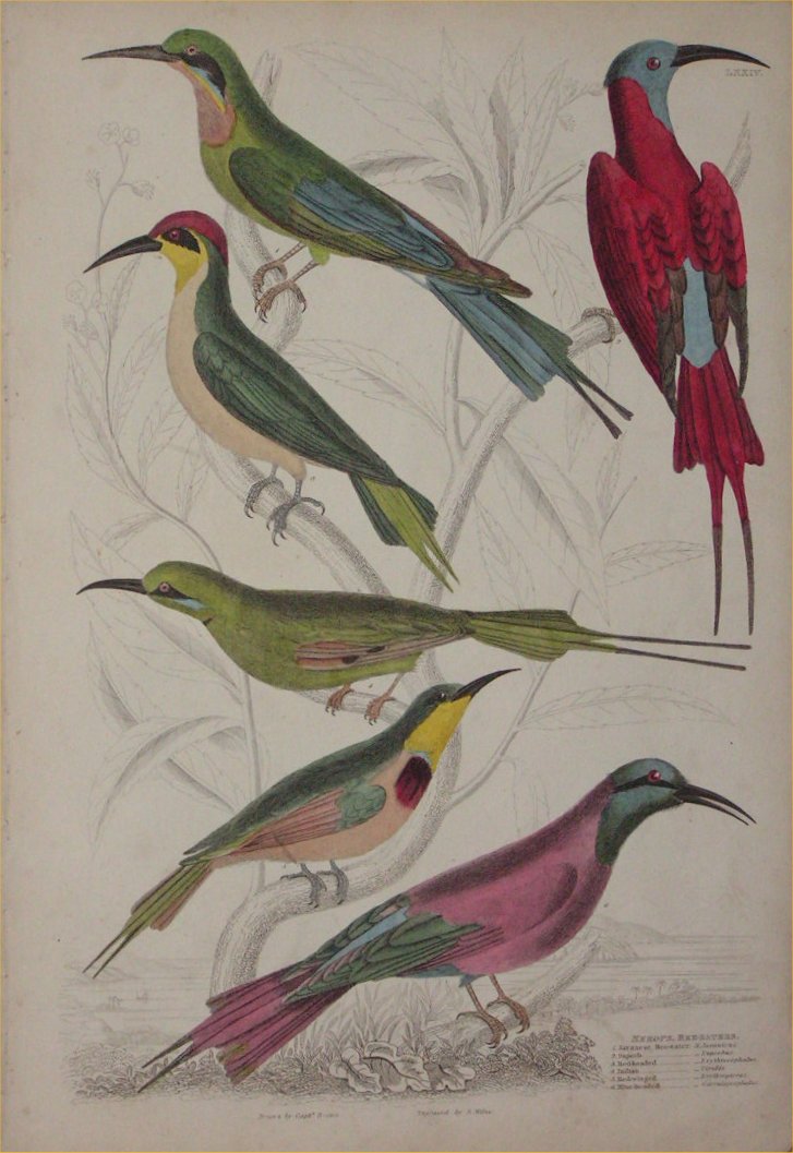 Print - 074 Merops, Bee-Eaters - Milne