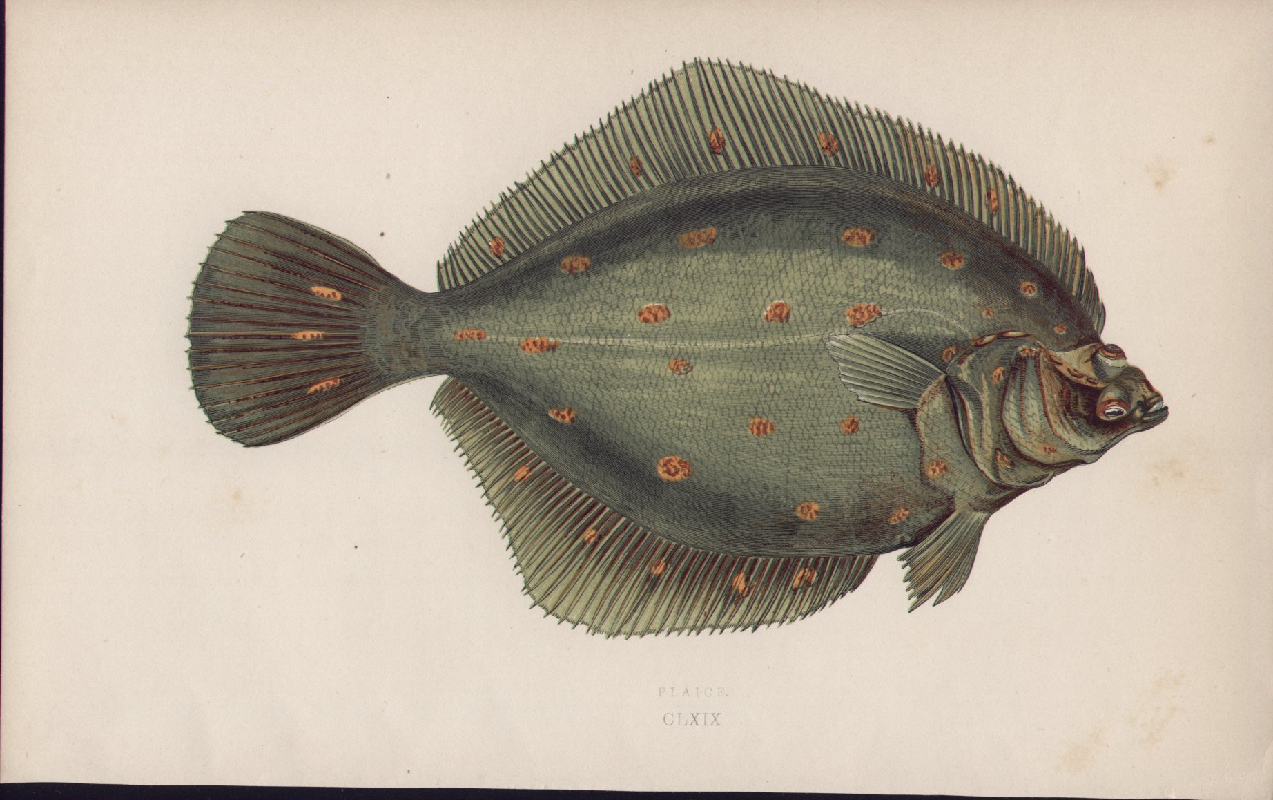 Chromolithograph - 169 Plaice. CLXIX - Fawcett