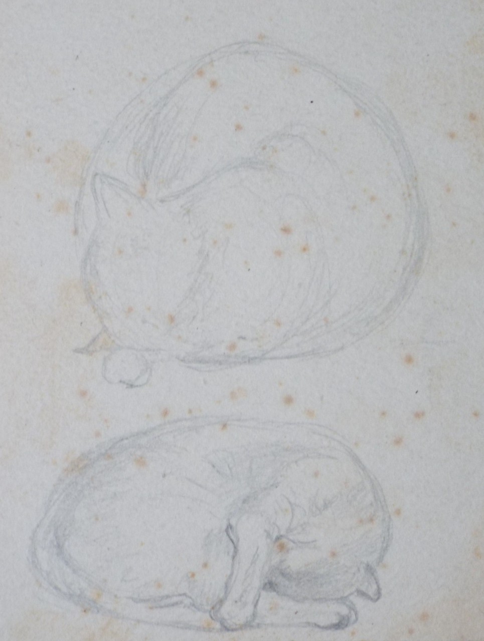 Pencil drawing - Two sketches of sleeping cats