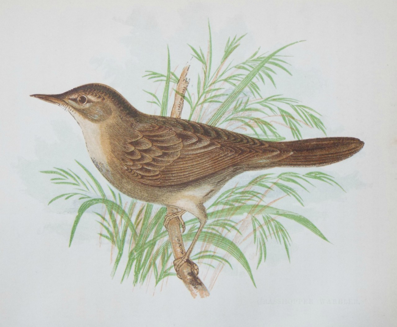 Chromo-lithograph - Grasshopper Warbler.