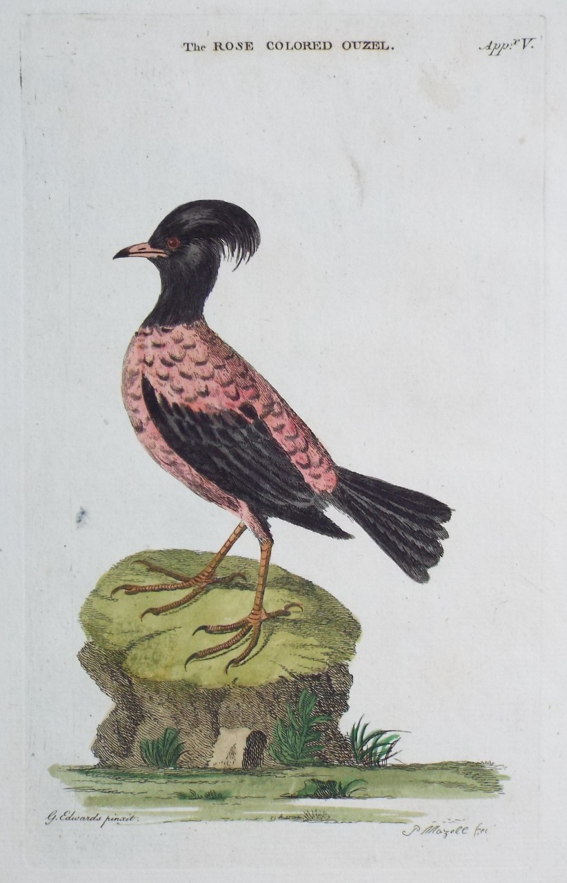 Print - The Rose Coloured Ouzel. - Mazell