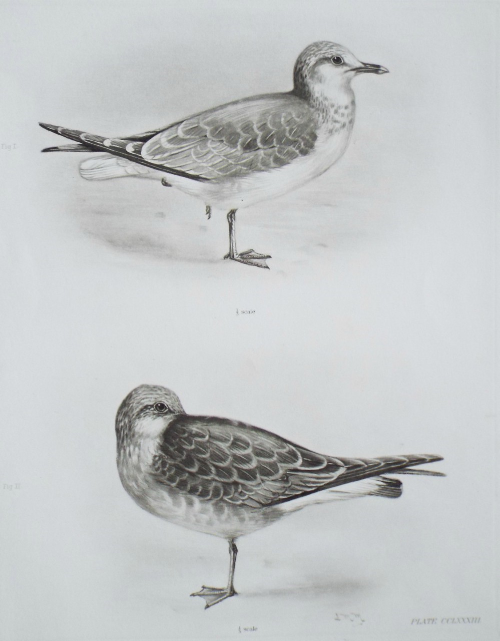 Gravure - Gulls