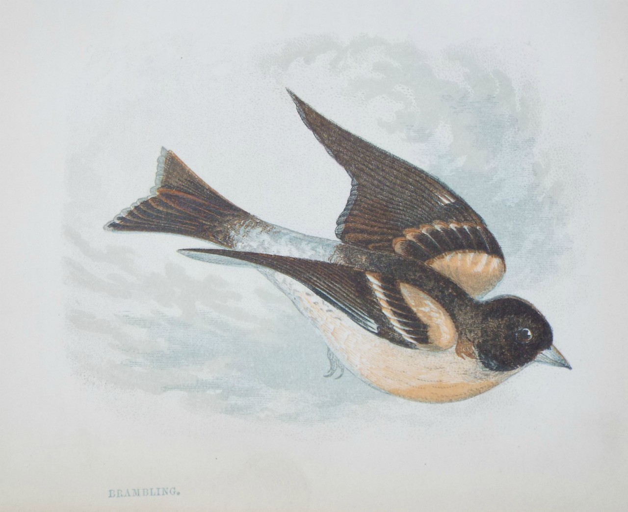 Chromo-lithograph - Brambling.