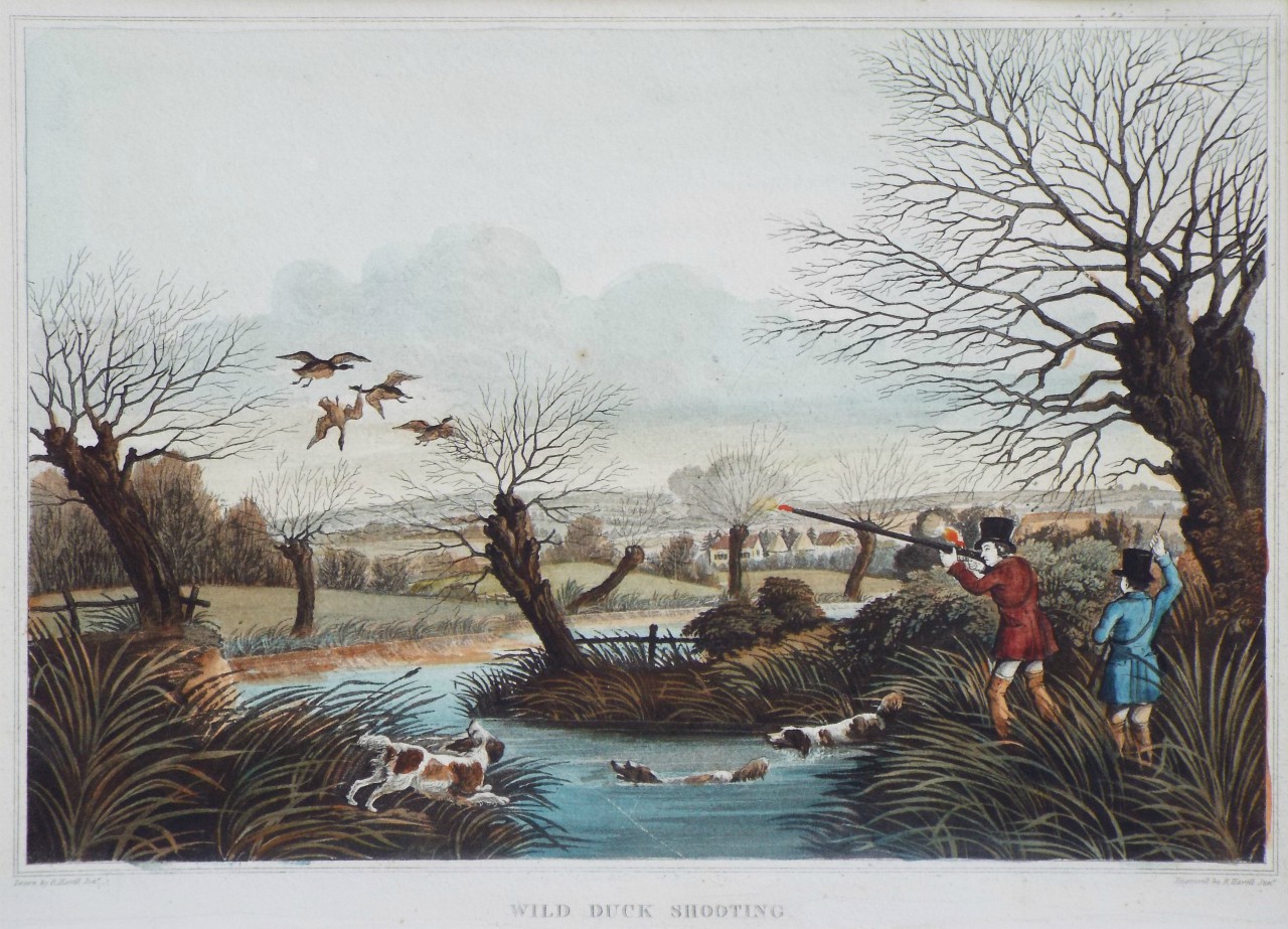 Aquatint - Wild Duck Shooting. - Havell