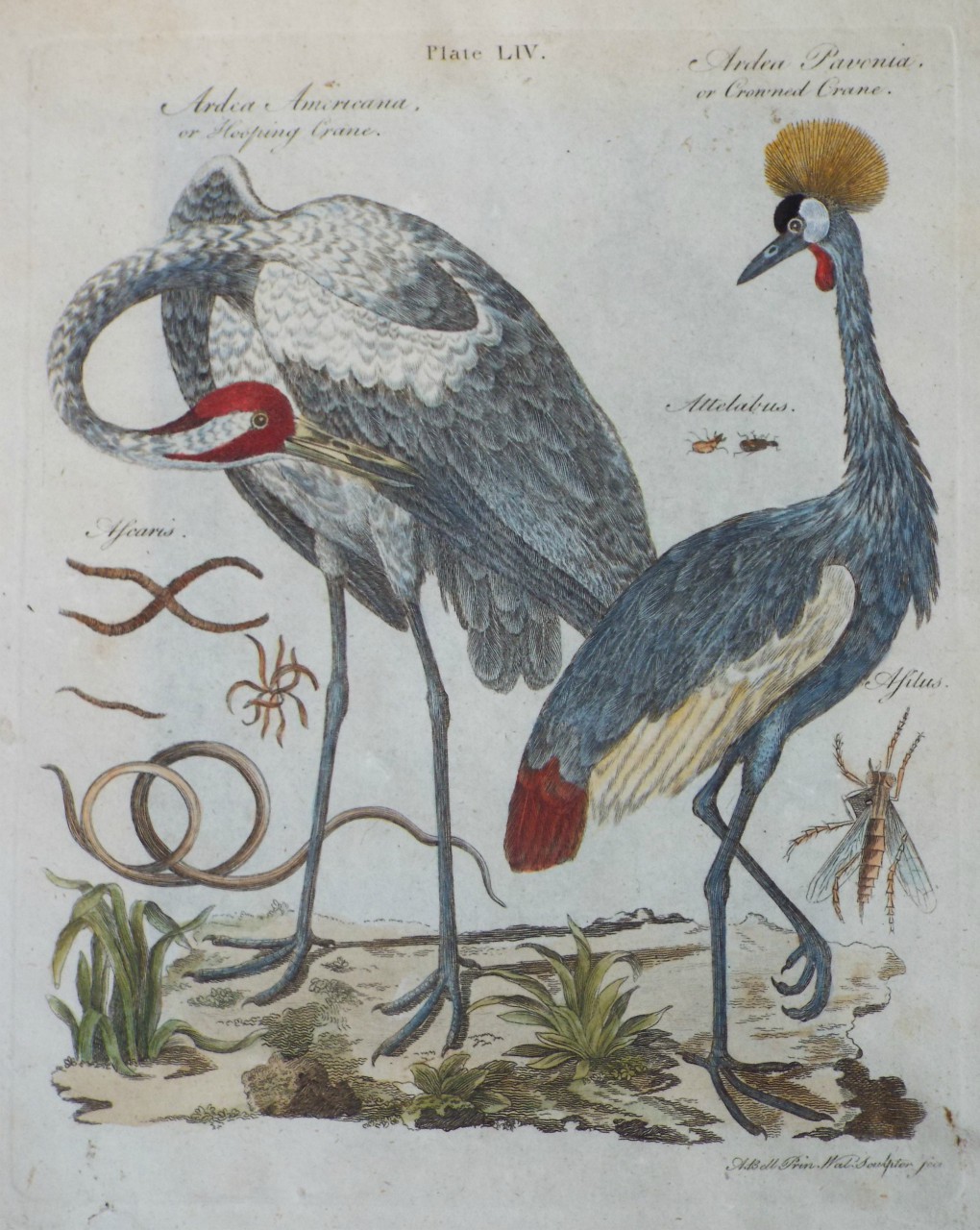 Print - Ardea Americana, or Hooping Crane. Ardonia Pavonia, or Crowned Crane. - Bell
