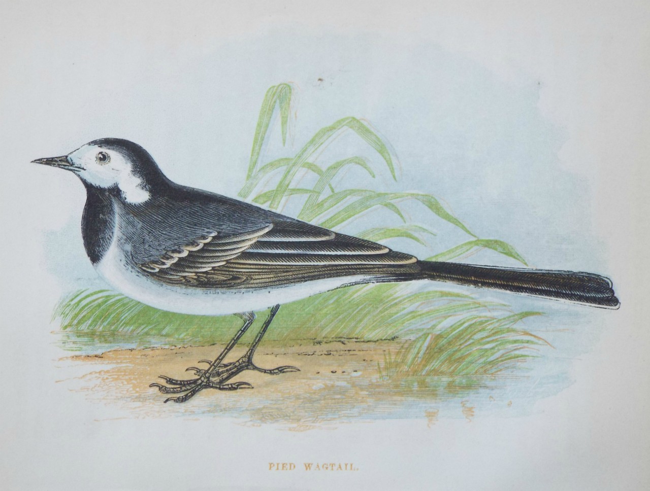 Chromo-lithograph - Pied Wagtail.