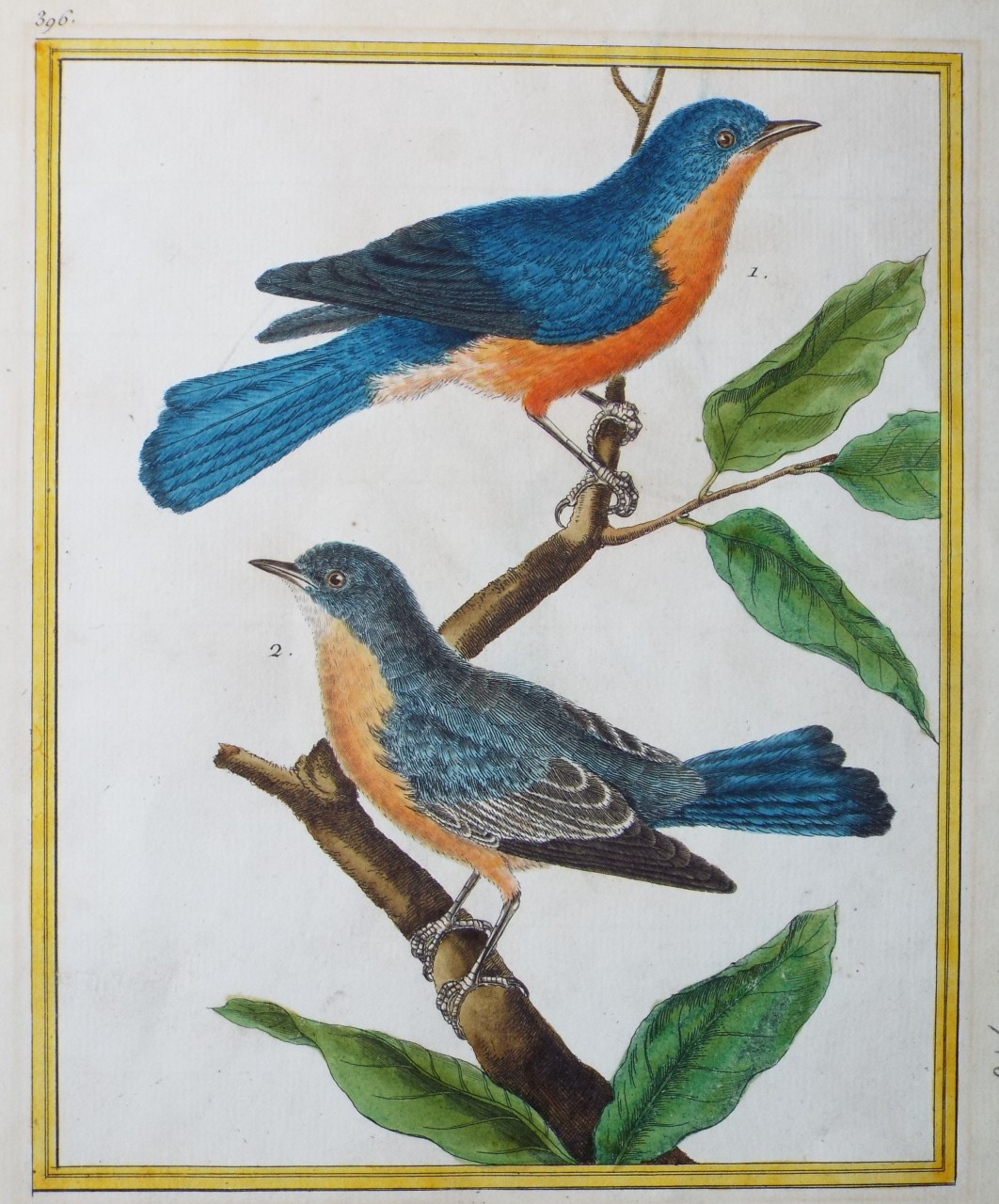 Print - Tickell's Blue Flycatchers