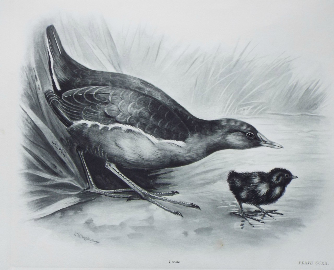 Gravure - Moorhen?