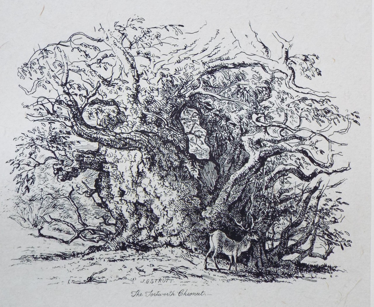 Etching - The Tortworth Chestnut. - Strutt