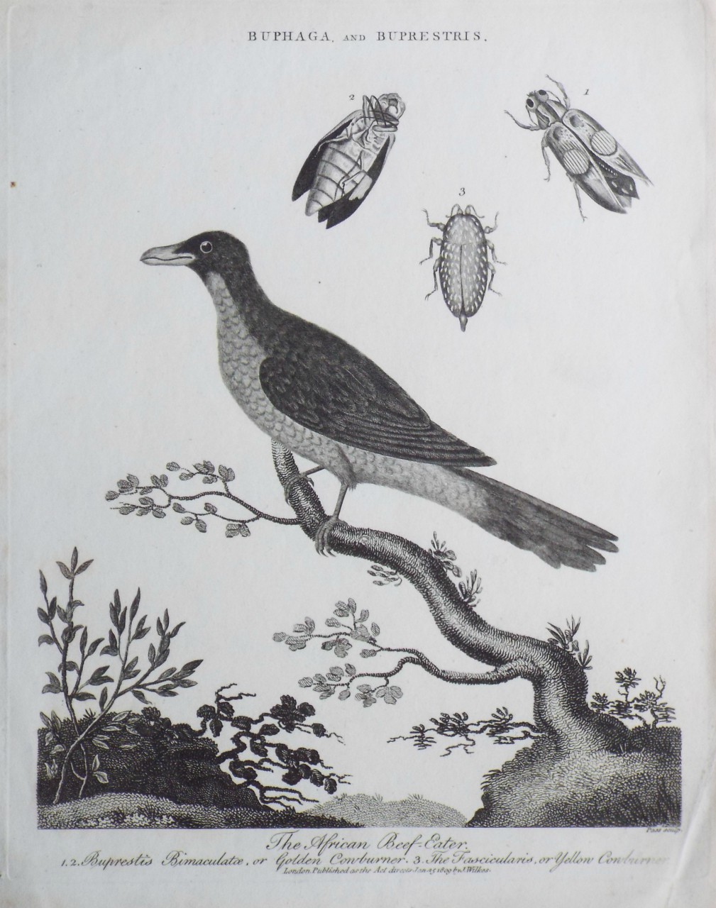 Print - Buphaga, and Buprestris. The African Beef-Eater. 1.2. Buprestis Bimaculatae, or Golden Cornburner. 3. The Fascicularis, or Yellow Cornburner. - Pass