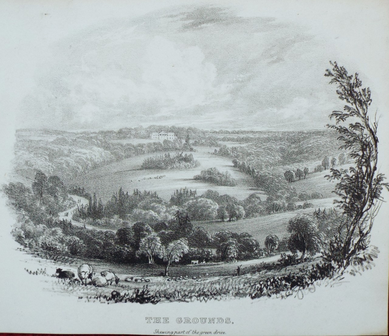 Lithograph - (Buckland House) The Grounds, Showing part of the green drive.