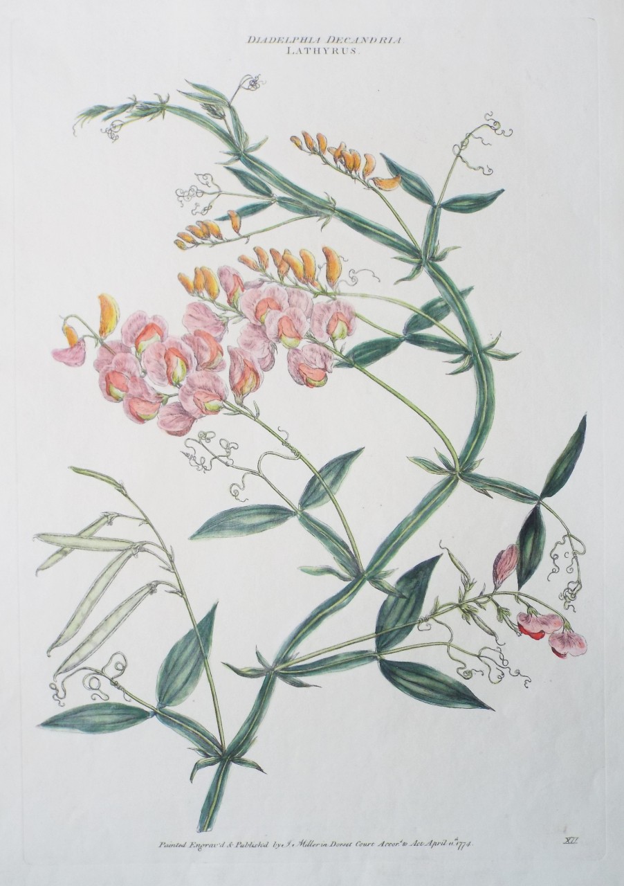 Etching - Diadelphia Decandria. Lathyrus. - Miller
