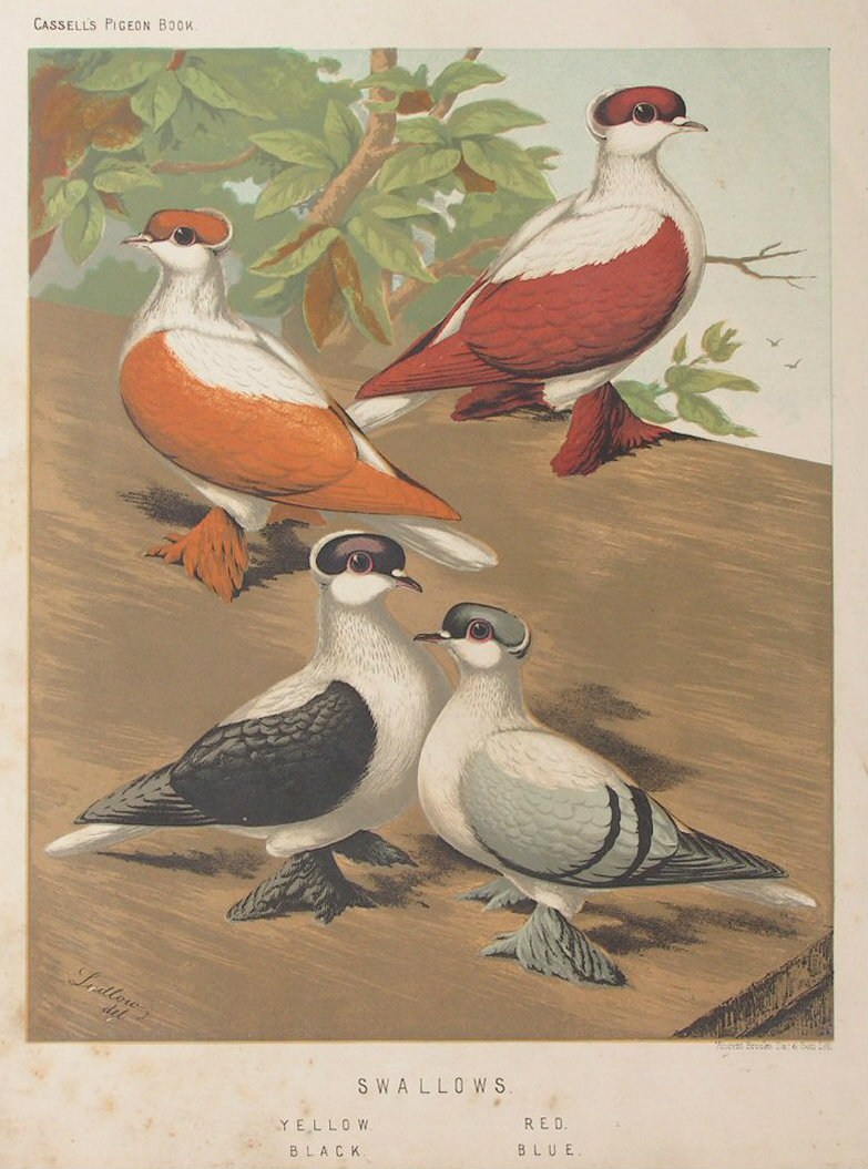 Chromolithograph - Swallows. Yellow, Red, Black, Blue