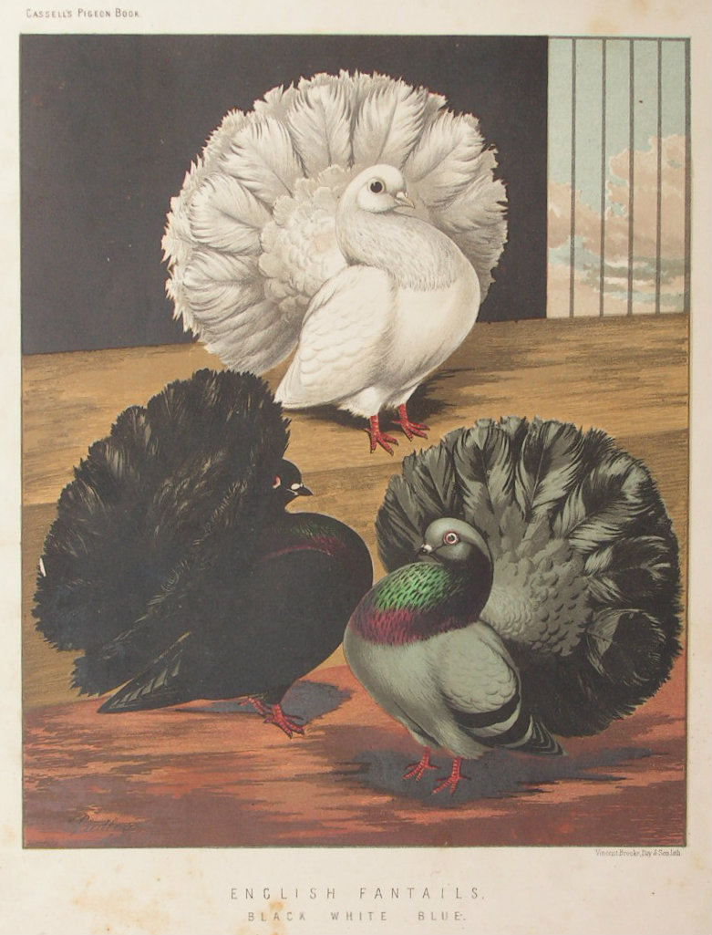 Chromolithograph - English Fantails. Black, White, Blue