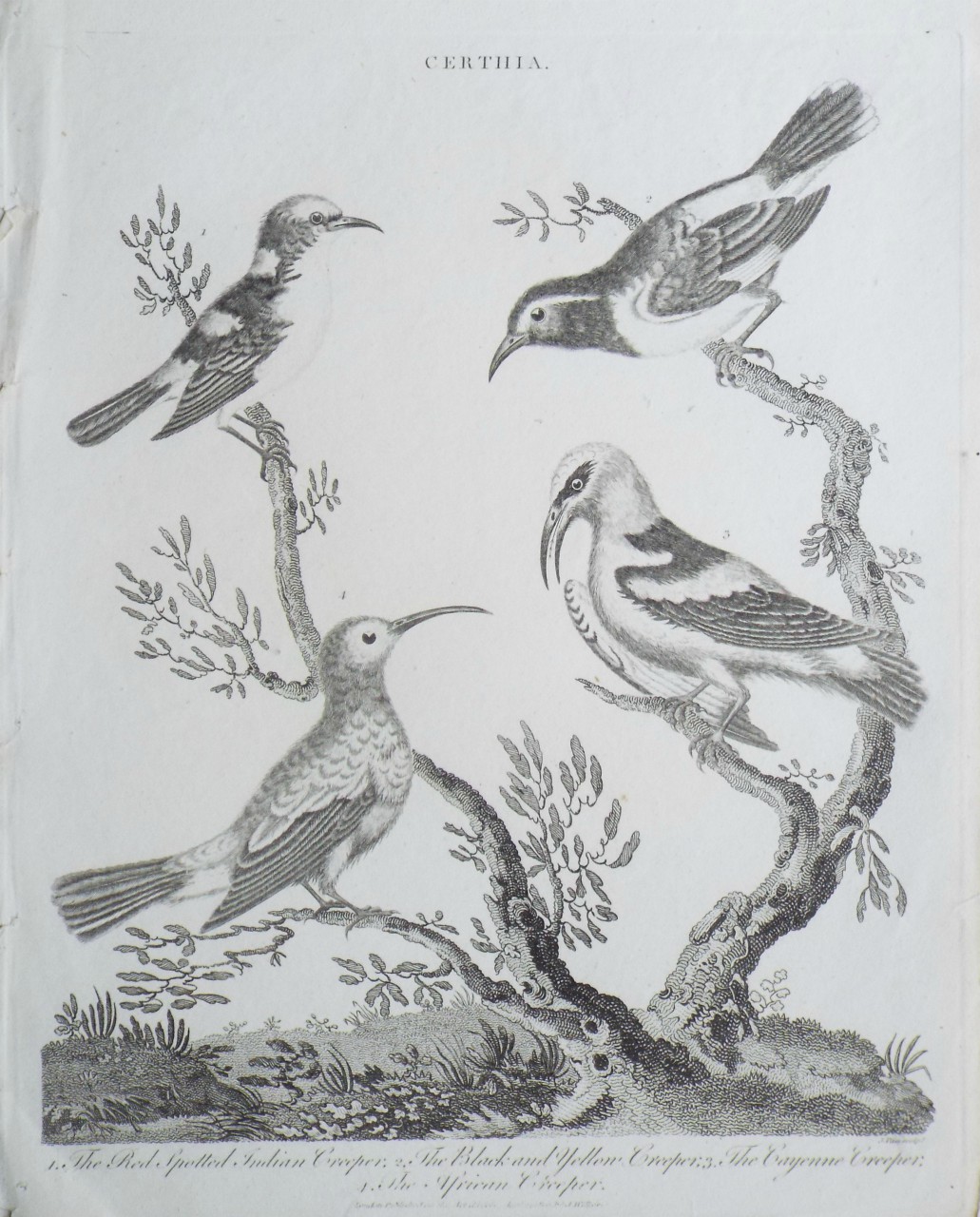 Print - Certhia. 1. The Red Spotted Indian Creeper, 2. The Black and Yellow Creeper, 3. The Cayenne Creeper., 4. The African Creeper. - Pass