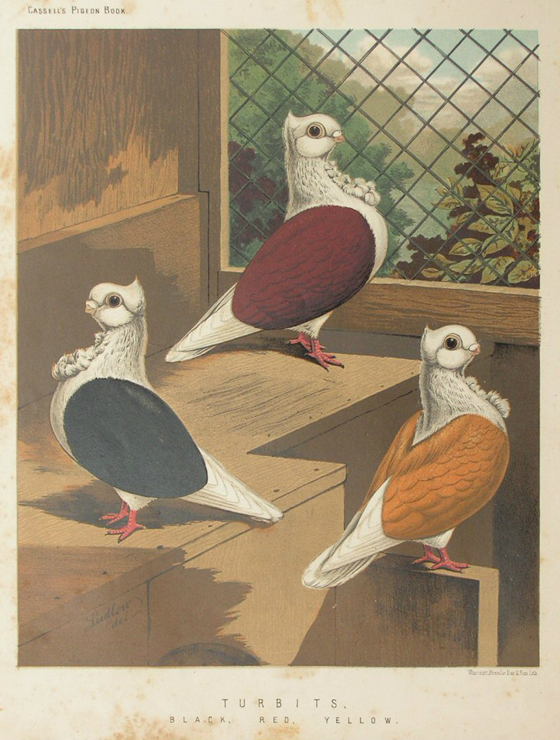 Chromolithograph - Turbits. Black, Red, Yellow