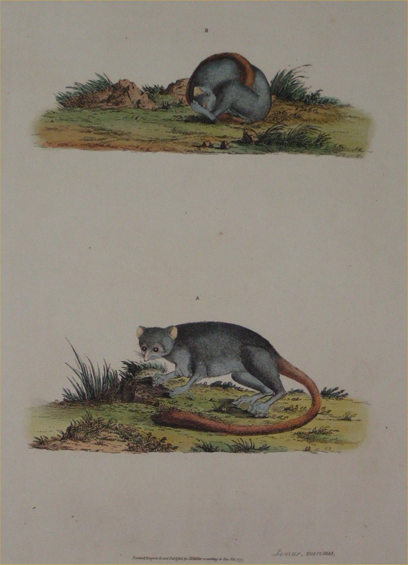 Print - Lemur, Murinus - Miller