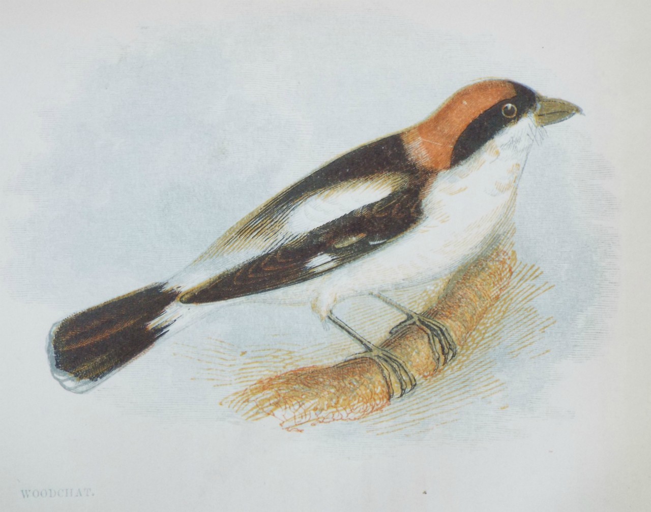 Chromo-lithograph - Woodchat.