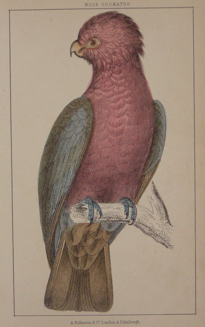 Print - Rose Cockatoo