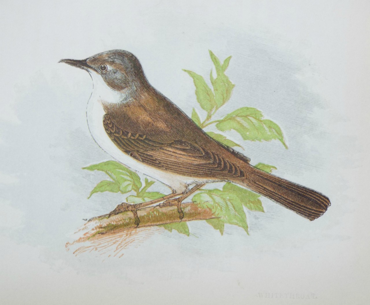 Chromo-lithograph - Whitethroat.