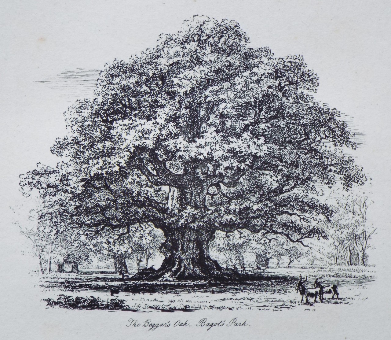 Etching - The Beggar's Oak, Bagot's Park. - Strutt