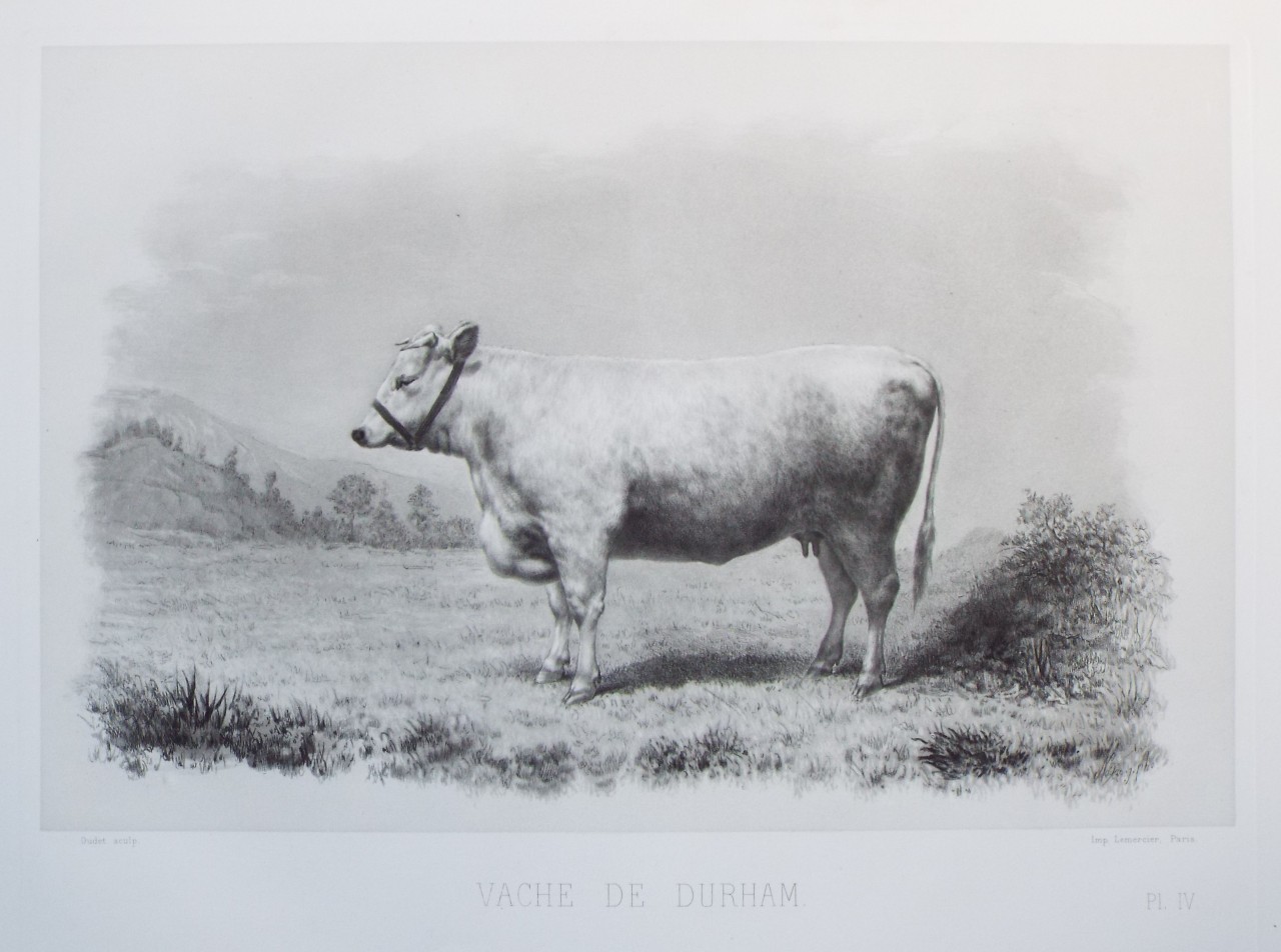 Heliogravure - Vache de Durham. - 