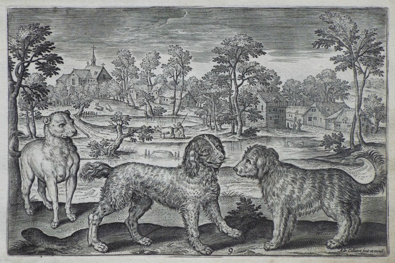 Print - Plate 9: A spaniel and two other dogs - Collaert