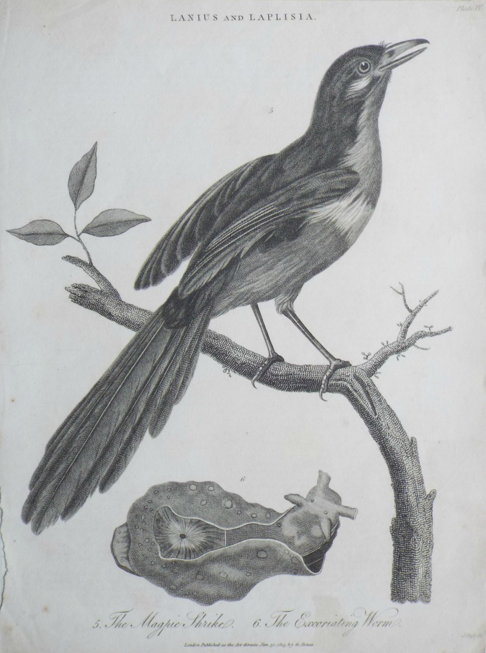 Print - Lanius and Laplisia. 5. The Magpie Shrike. 6. The Excoriating Worm. - Pass