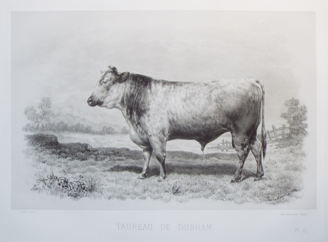 Heliogravure - Taureau de Durham. - 