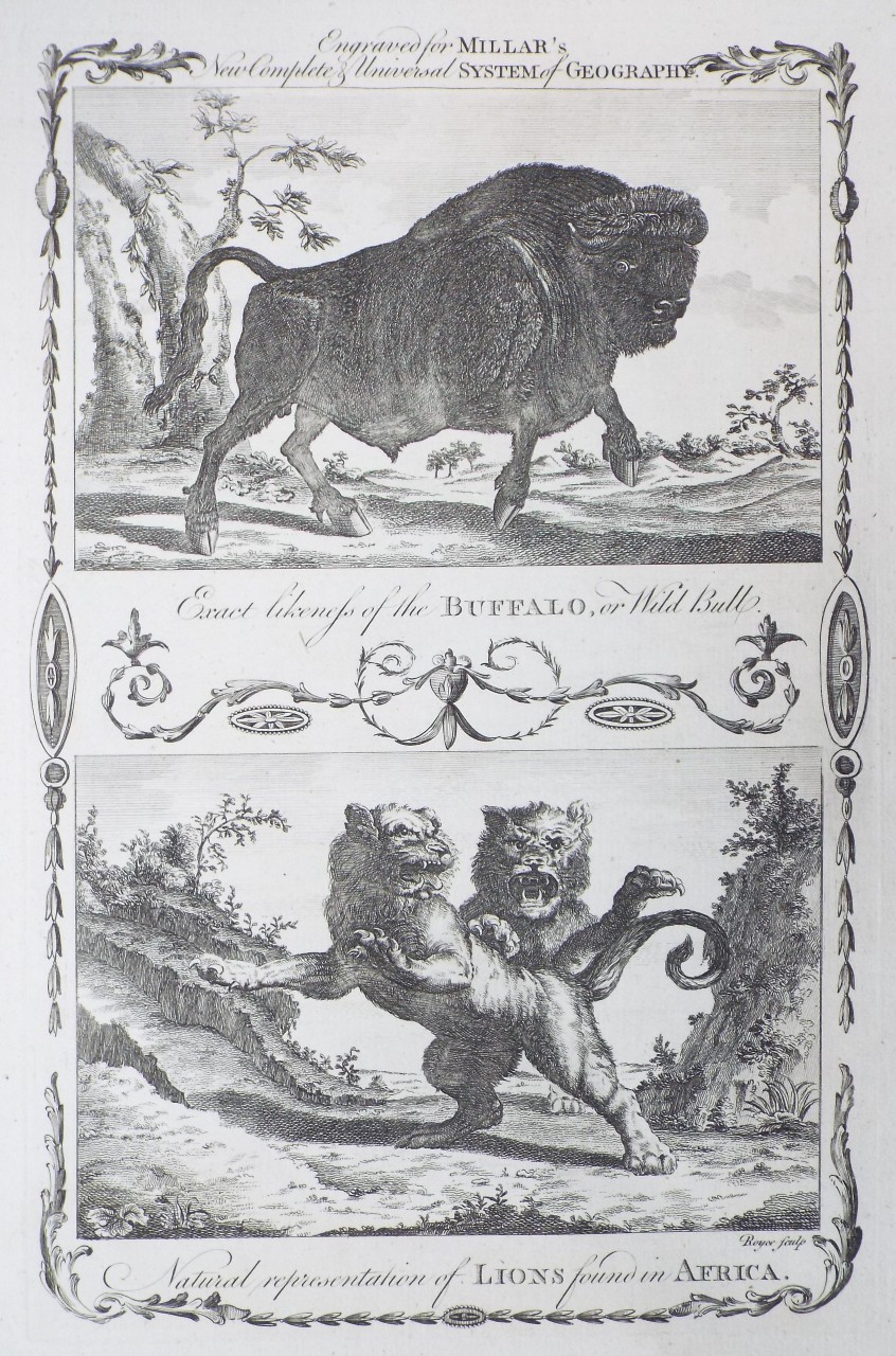 Print - Exact likeness of the Buffalo, or Wild Bull.
Natural representation of Lions found in Africa. - 