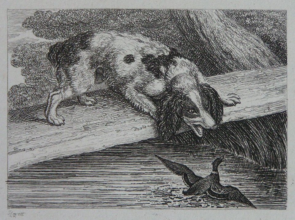 Etching - (Dog and Duck in River) - Howitt