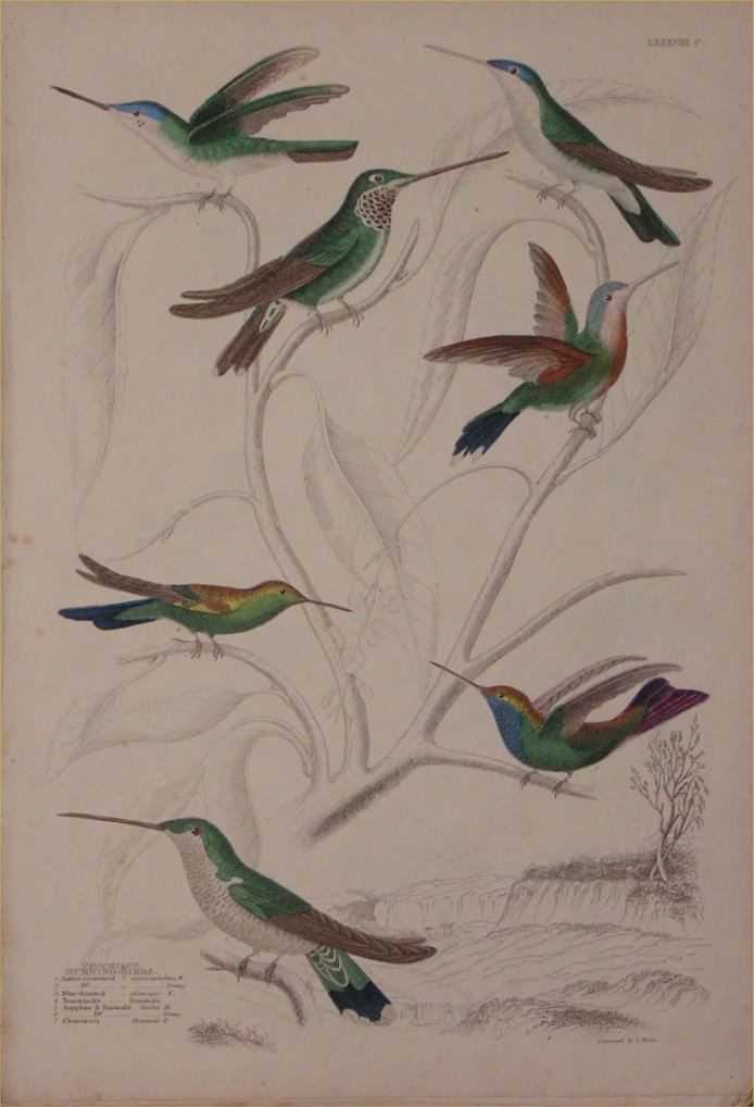 Print - 088c Trochillus, Humming Birds - Milne