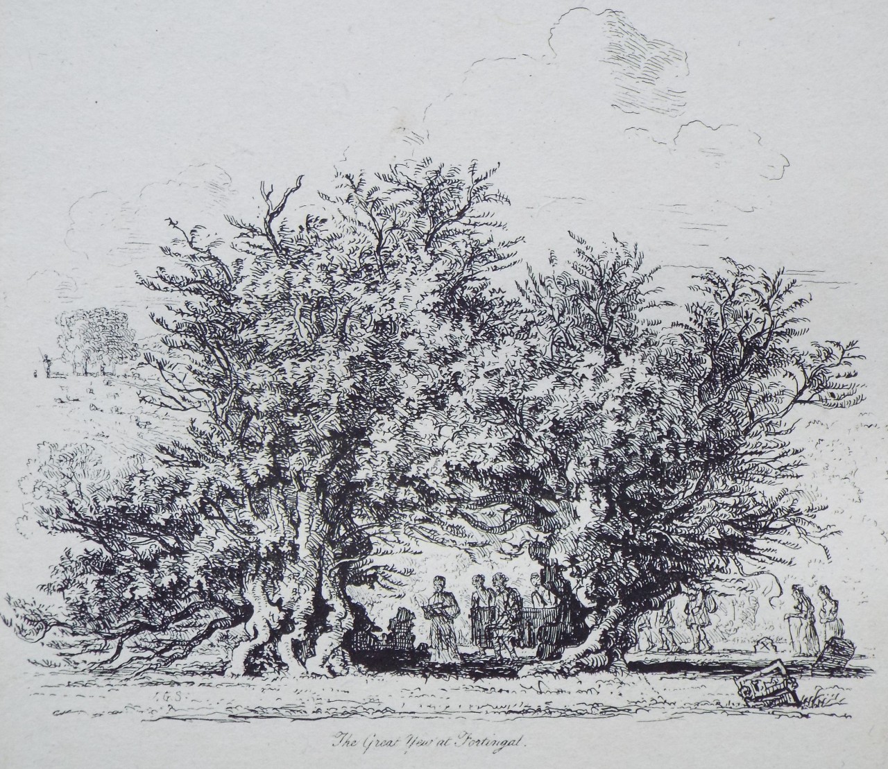 Etching - The Great Yew at Fortingal. - Strutt