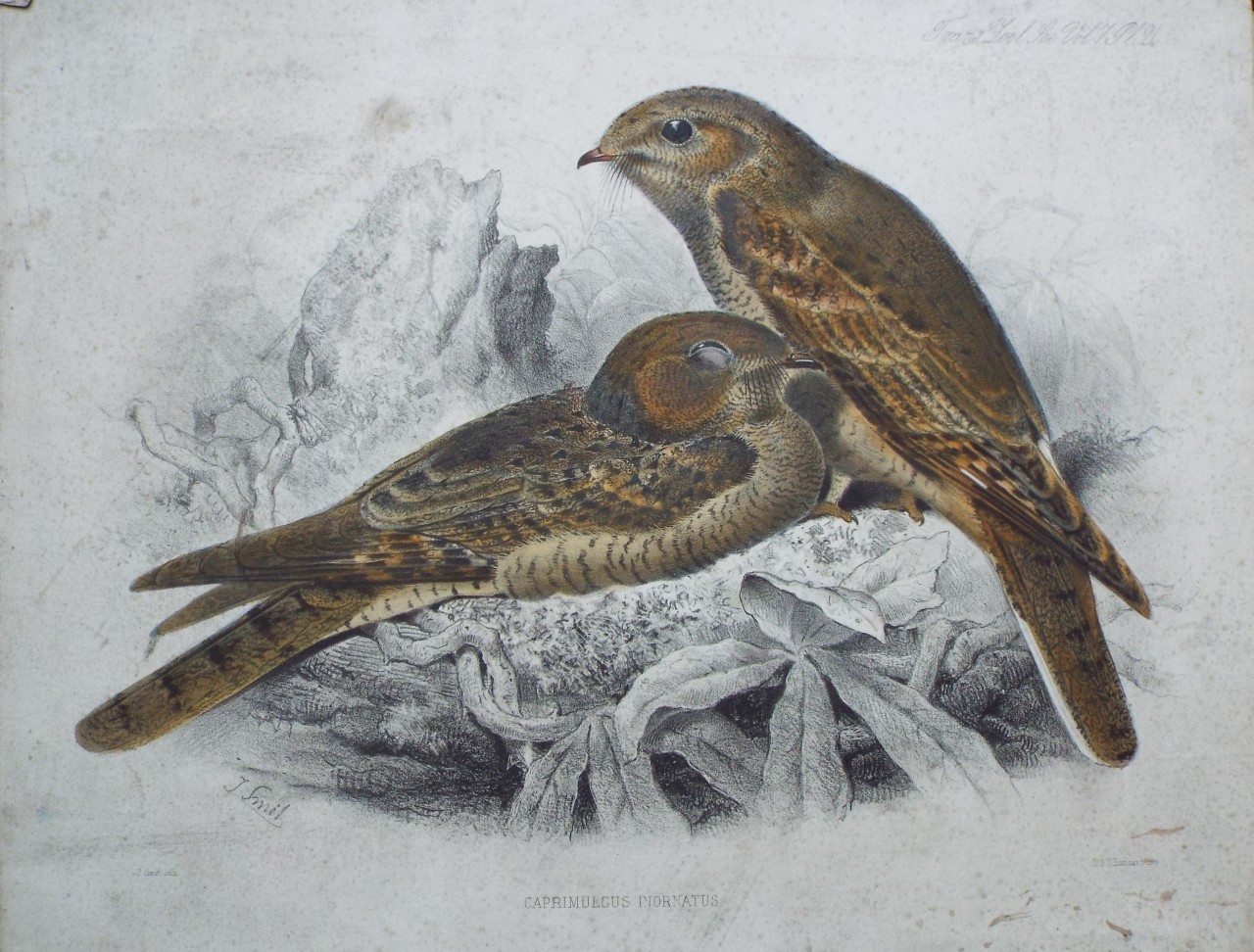Lithograph - Caprimulgus Inornatus - Smit