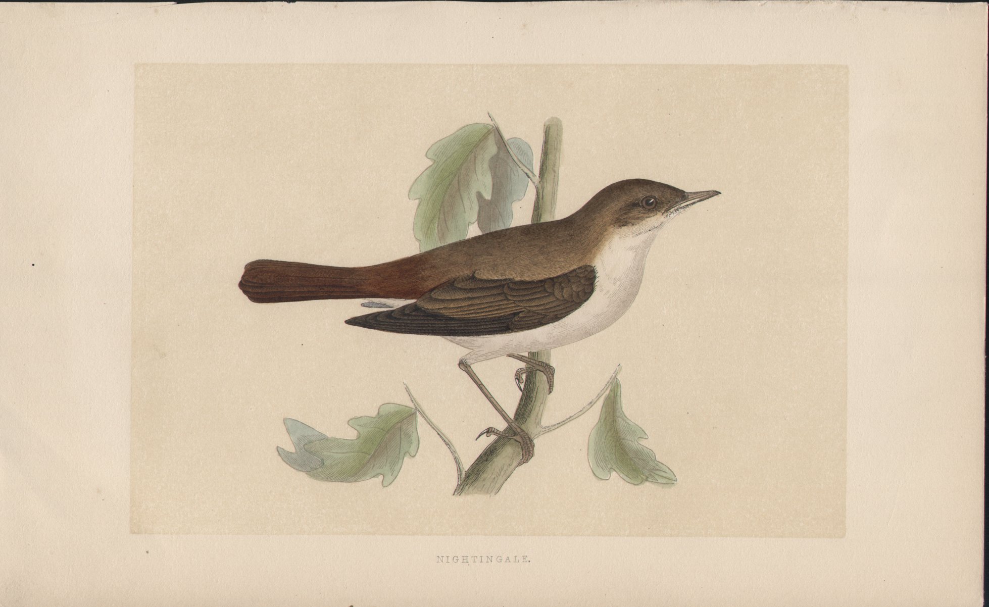 Wood - Nightingale - Fawcett