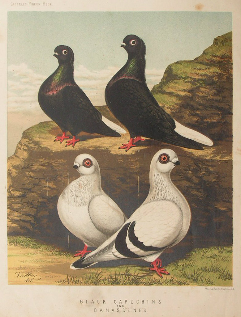 Chromolithograph - Black Capuchins and Damascenes