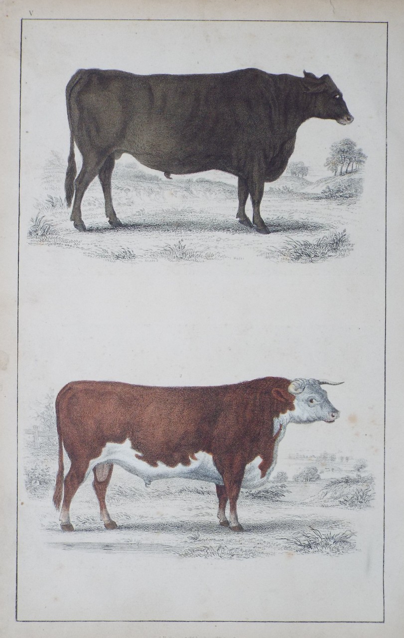 Print - (Two Bulls)